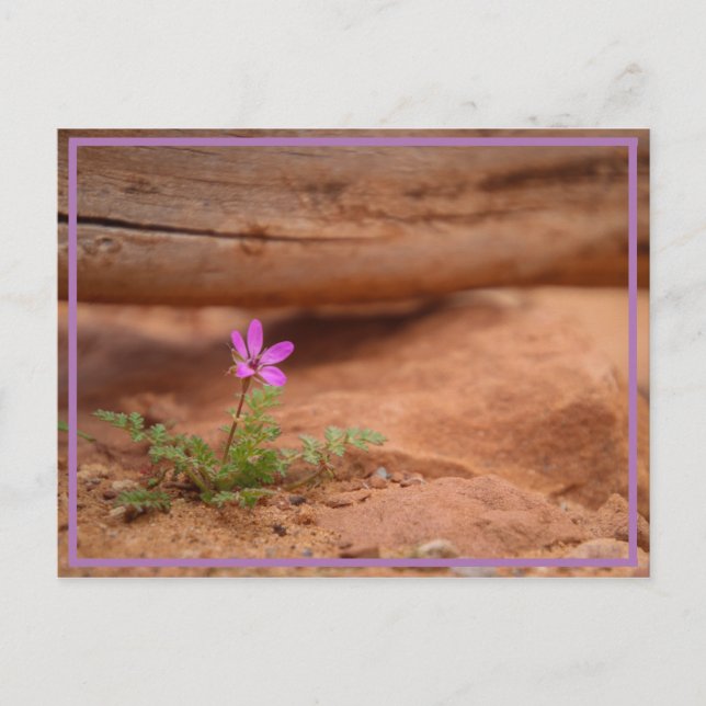 purple flower postcard (Front)