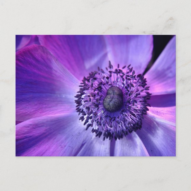 Purple flower postcard (Front)