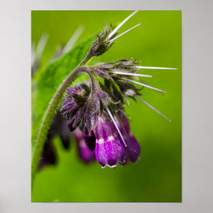 Purple Flower Poster