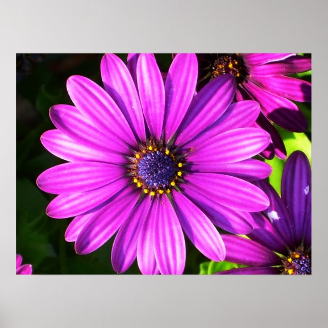Purple Flower Poster (Front)