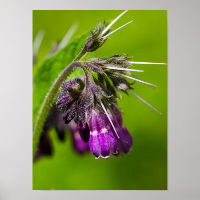 Purple Flower Poster Paper (Matte) (Front)