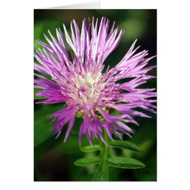 Purple Flower, S Cyr (Front)