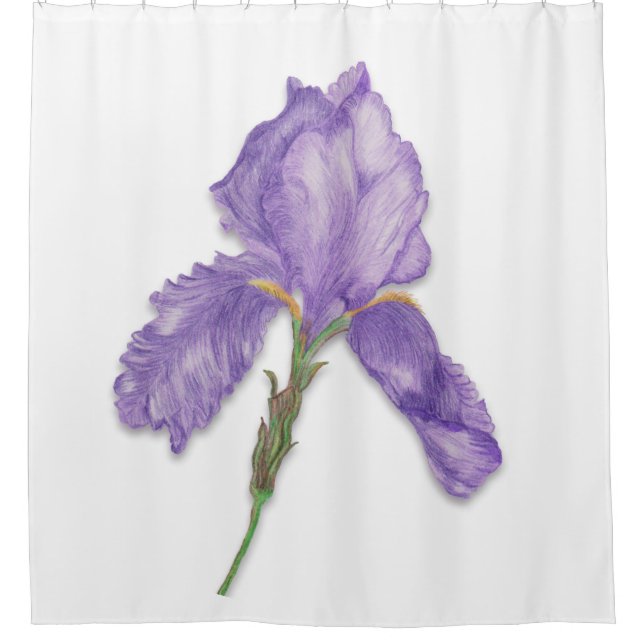 Purple Flower, Single Bearded Iris (Front)