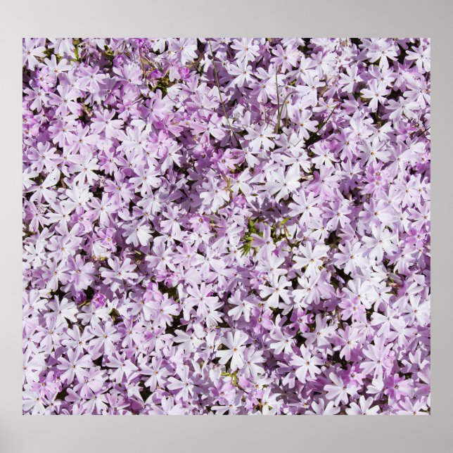 Purple flower, summer freshness backdrop. poster (Front)