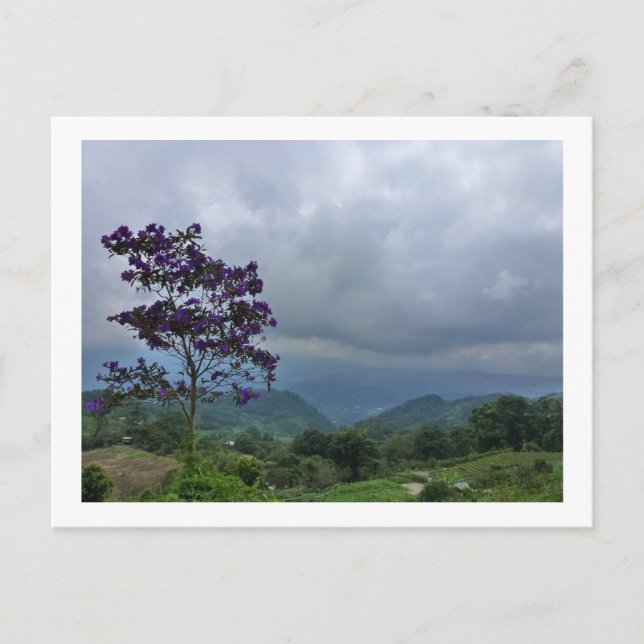 Purple flower tree postcard (Front)