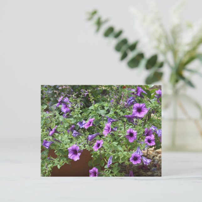 Purple flowerbed flowers postcard (Standing Front)