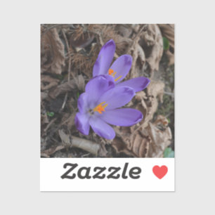 Purple flowering Woodland Crocus  