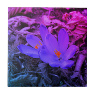 Purple flowering Woodland Crocus Tile