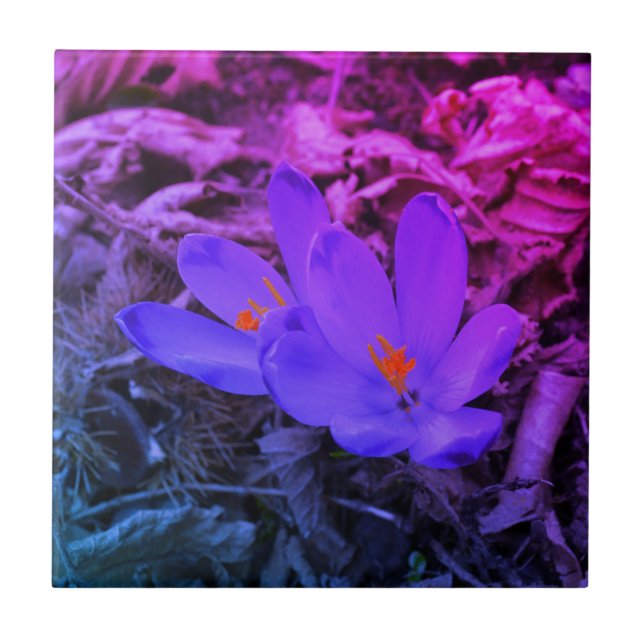 Purple flowering Woodland Crocus  Tile (Front)