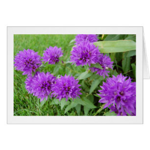 purple flowers