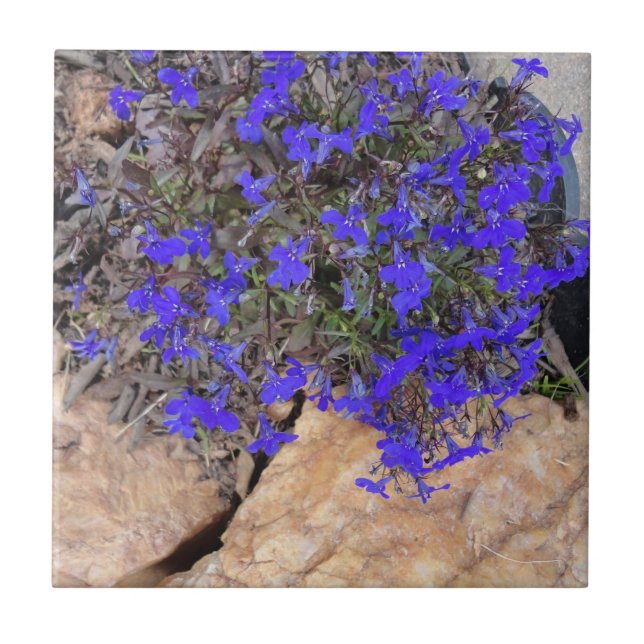 Purple Flowers among the Rocks Tile (Front)