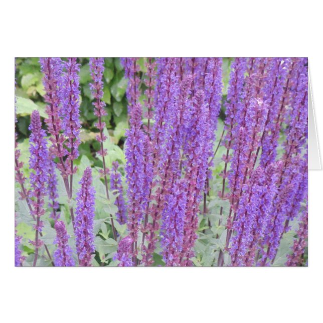 Purple flowers, Bruges, Belgium (Front Horizontal)