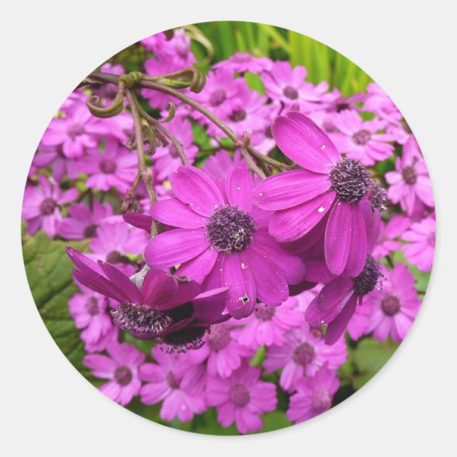 Purple Flowers from San Francisco Classic Round Sticker (Front)