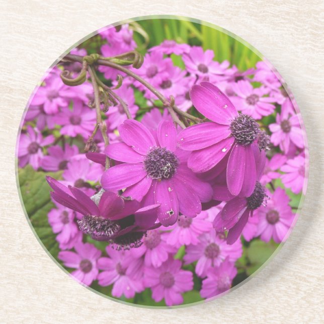 Purple Flowers from San Francisco Coaster (Front)