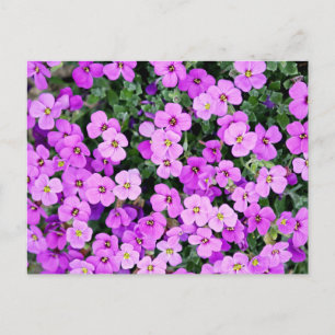 Purple Flowers Garden Postcard