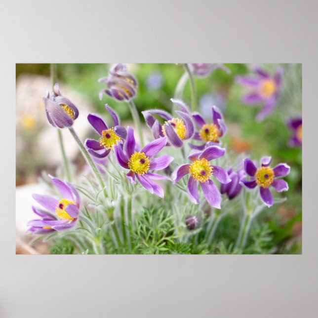 Purple Flowers in the Sun Poster (Front)