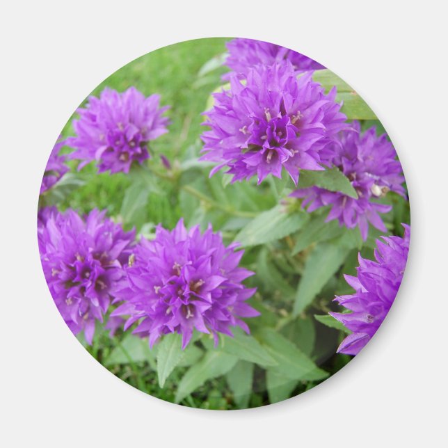 purple flowers magnet (Front)