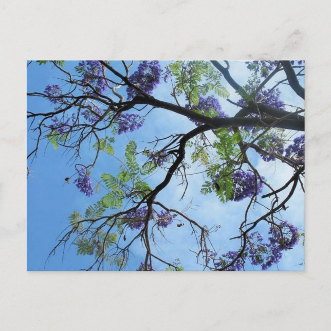 Purple Flowers On Tree Branches Postcard (Front)