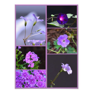 Purple Flowers Photo Collage