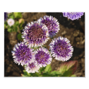 Purple Flowers Photo Kodak  Photo Paper Print