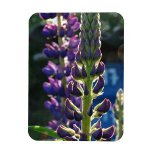 Purple flowers Photo Magnet