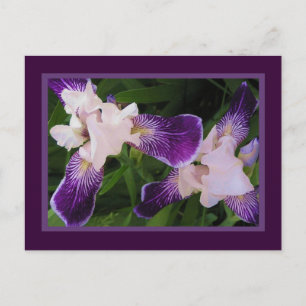 Purple Flowers PostCard