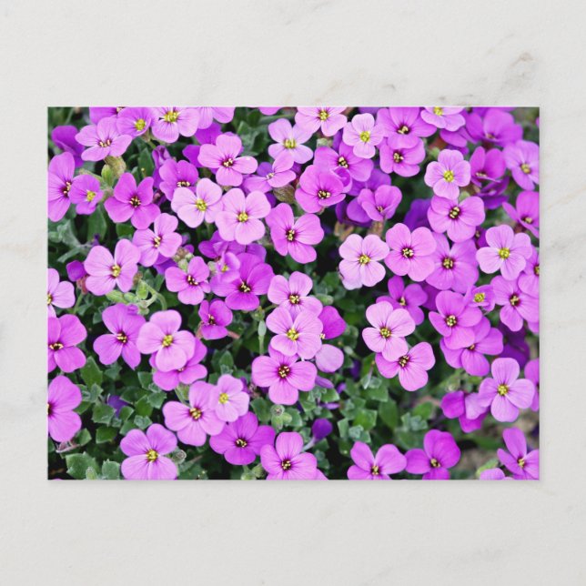 Purple Flowers Postcard (Front)