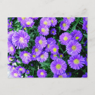 Purple Flowers Postcard