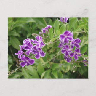 Purple flowers postcard