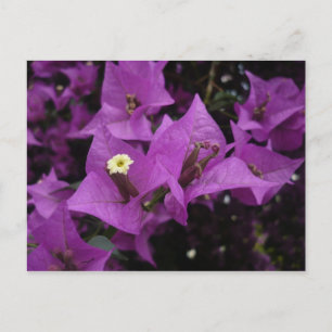 Purple flowers   Postcard