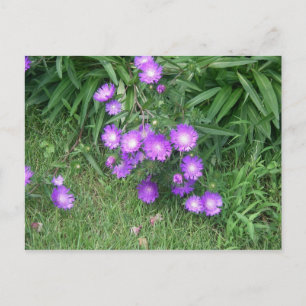Purple Flowers Postcard