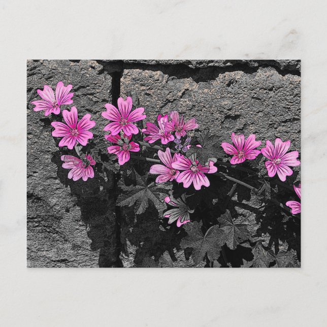 Purple flowers postcard (Front)