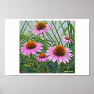 Purple Flowers Poster