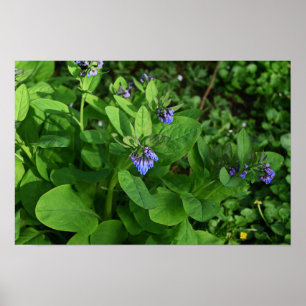 Purple Flowers Poster