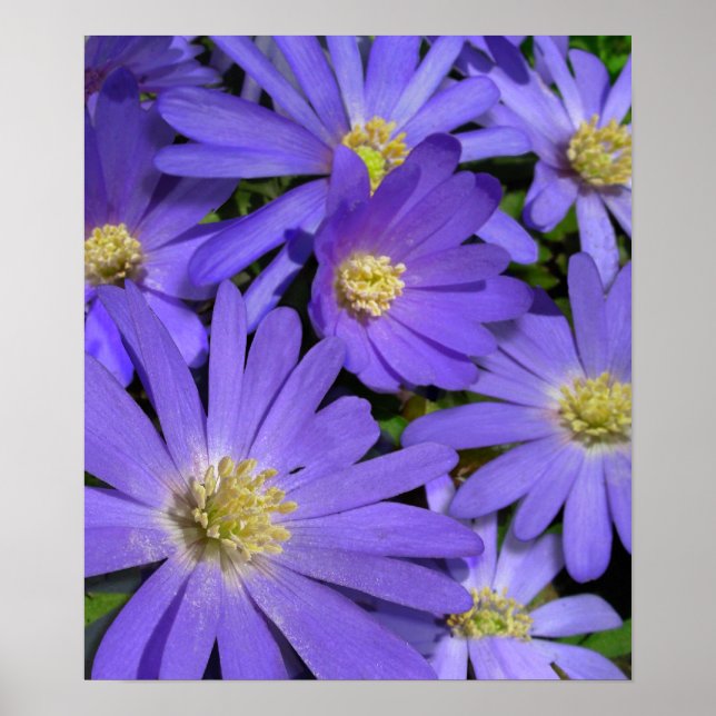 Purple Flowers Print Blue Daisies Art Poster Print (Front)
