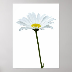 Purple Flowers Print Classic Daisies Poster Print