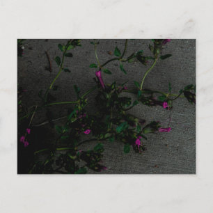Purple flowers with deep shadows postcard