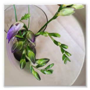 purple freesia buds photo print
