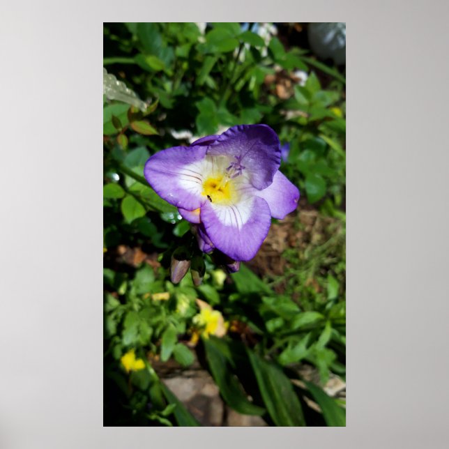 Purple Freesia Flowers Poster (Front)