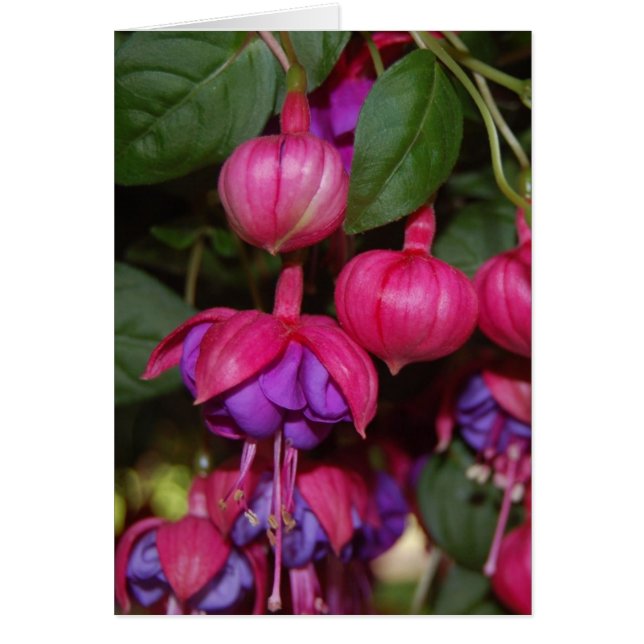 Purple Fuschia (Front)