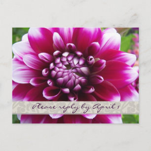 Purple Fuschia dahlia rsvp Invitation Postcard