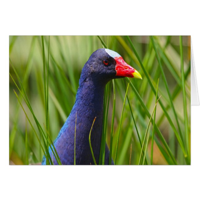 Purple Gallinule (Front Horizontal)