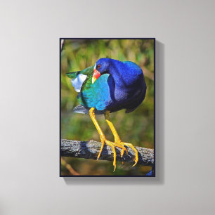 Purple Gallinule Canvas Print