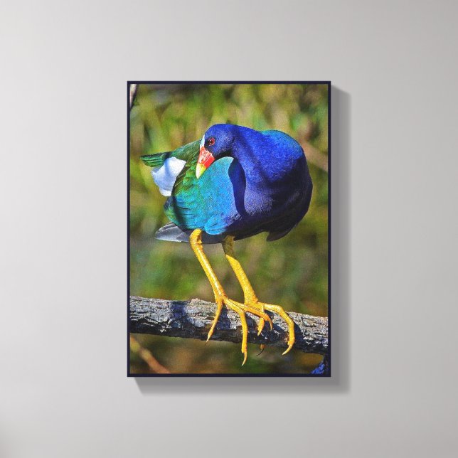 Purple Gallinule Canvas Print (Front)