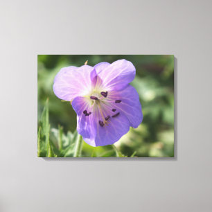 Purple Geranium Flower on Canvas Print