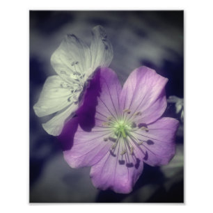 Purple Geranium Flowers Partial Color 8x10 Photo Print