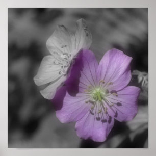 Purple Geranium Flowers Partial Colour Poster