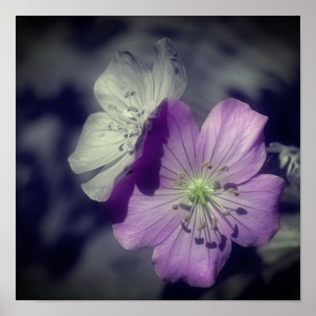 Purple Geranium Flowers Partial Colour Poster (Front)