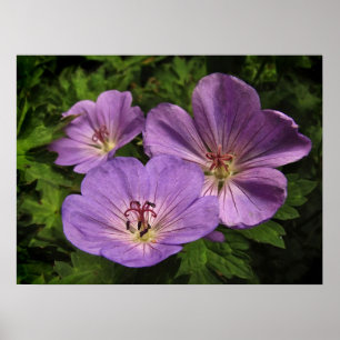 Purple Geranium Flowers Poster