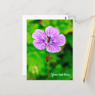 Purple Geranium Postcard